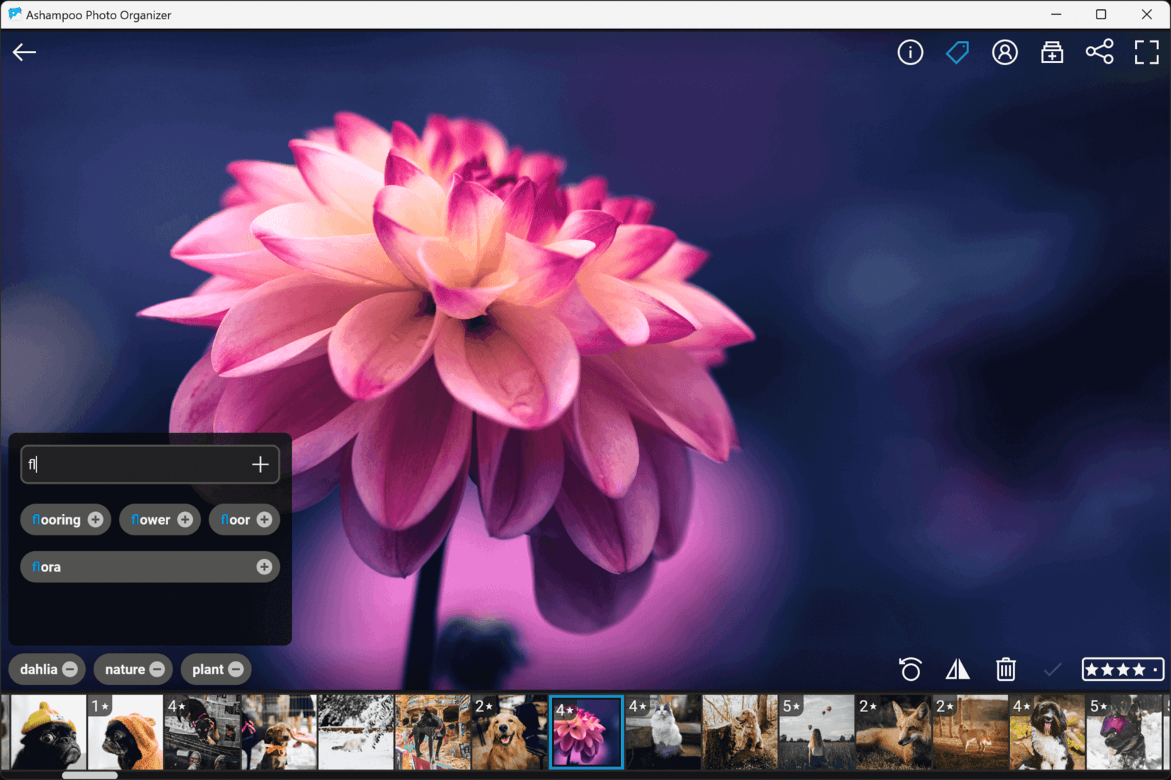 Ashampoo Photo Organizer Pro 25 Key screenshot 5